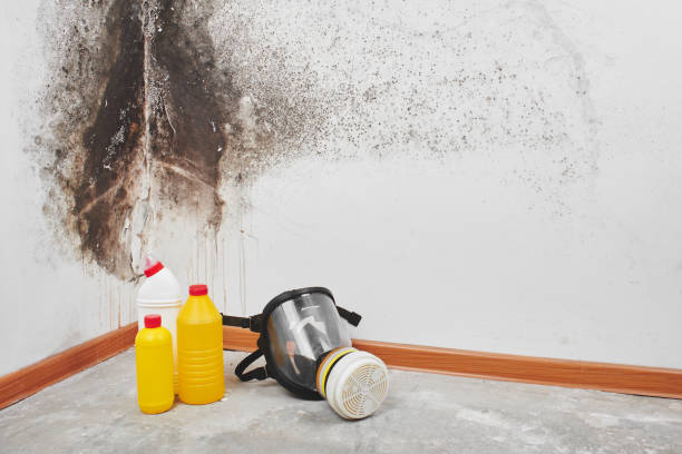 Best Mold Remediation  in Holcom, KS