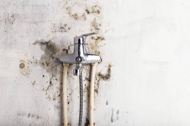 Best Toxic Mold Removal  in Holcom, KS