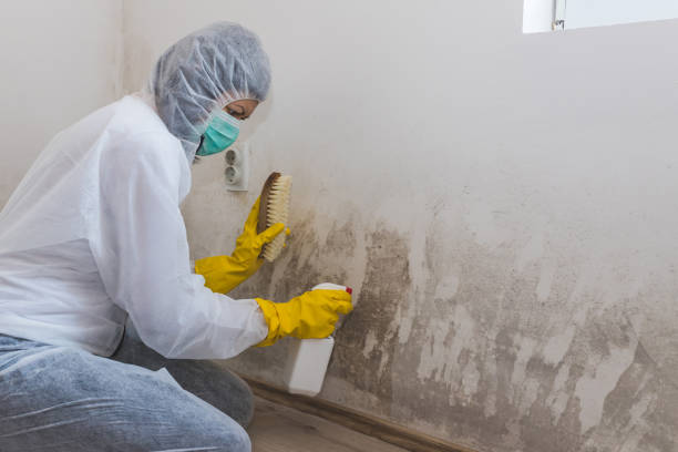 Attic Mold Removal in Holcom, KS