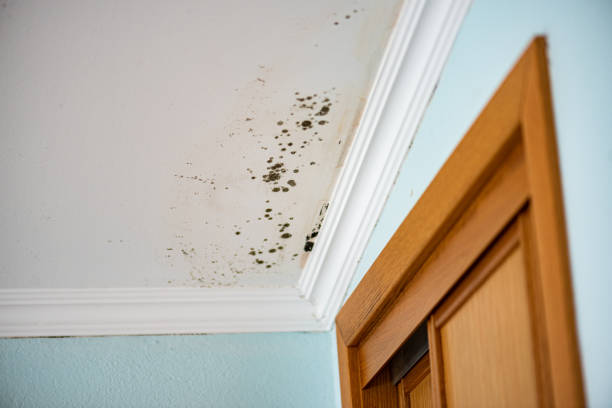Best Mold Cleaning Services  in Holcom, KS