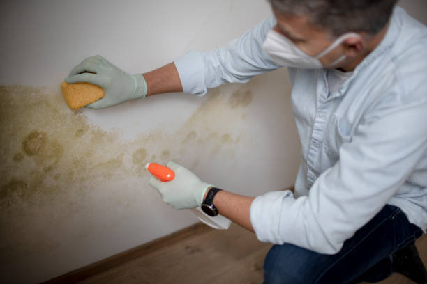 Best Home Mold Removal  in Holcom, KS