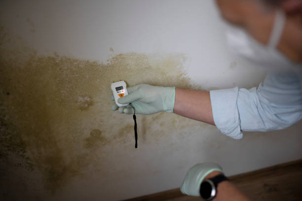 Best Mold Inspection  in Holcom, KS