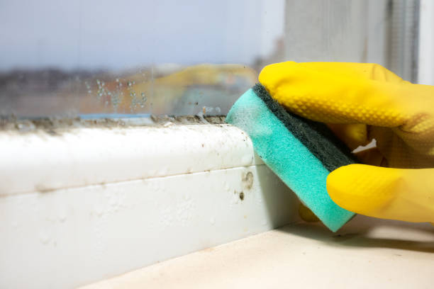 Best Office Mold Removal Services  in Holcom, KS