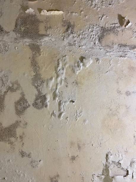 Best Commercial Mold Removal  in Holcom, KS