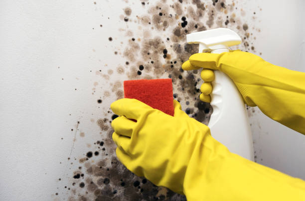 Best Best Mold Removal Companies  in Holcom, KS