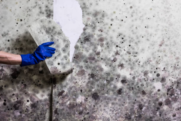 Certified Mold Removal in Holcom, KS