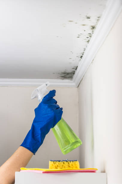 Best Fast Mold Removal  in Holcom, KS
