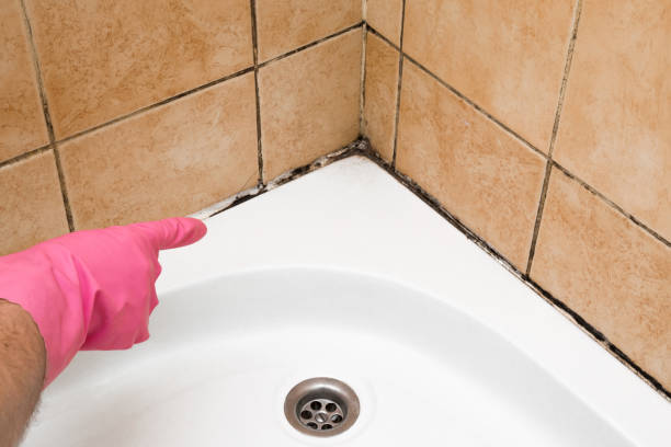 Best Mold Damage Repair  in Holcom, KS